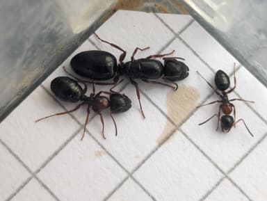 Camponotus dalmaticus photo 110