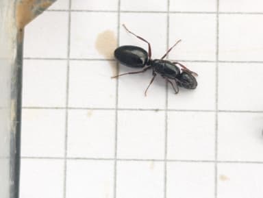 Camponotus dalmaticus photo 111