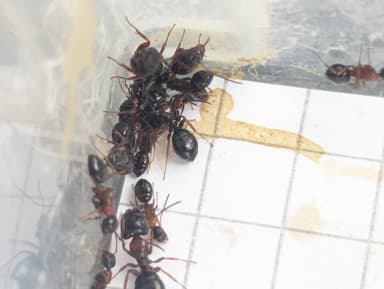 Camponotus dalmaticus photo 112
