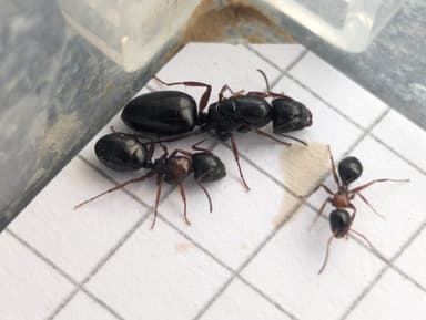 Camponotus dalmaticus photo 113