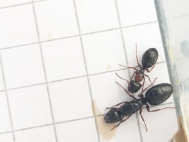 Camponotus dalmaticus photo 114