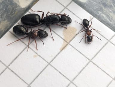 Camponotus dalmaticus photo 115