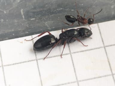 Camponotus dalmaticus photo 116