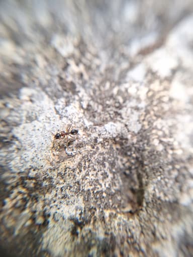 Camponotus dalmaticus photo 117