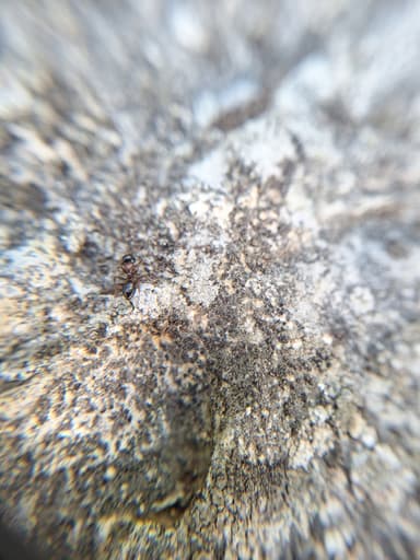 Camponotus dalmaticus photo 118