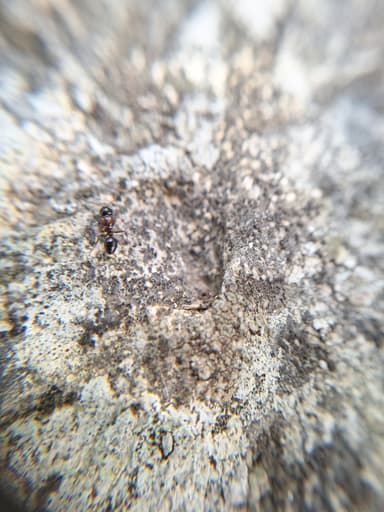 Camponotus dalmaticus photo 119