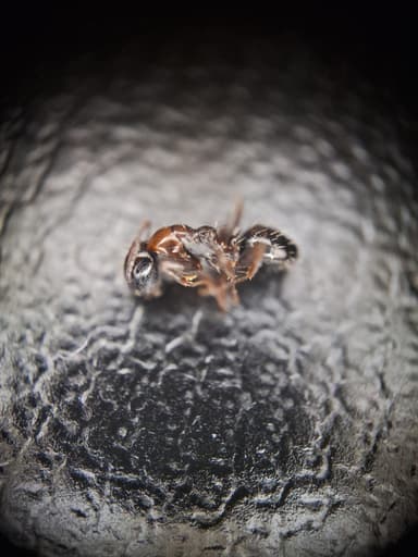 Camponotus dalmaticus photo 120