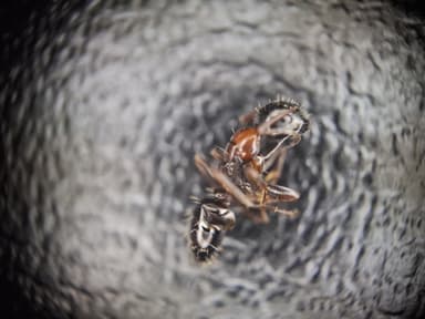 Camponotus dalmaticus photo 122