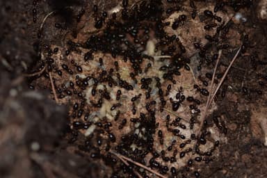 Camponotus dalmaticus photo 123