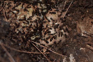 Camponotus dalmaticus photo 124