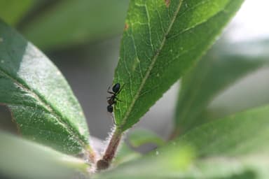 Camponotus dalmaticus photo 125