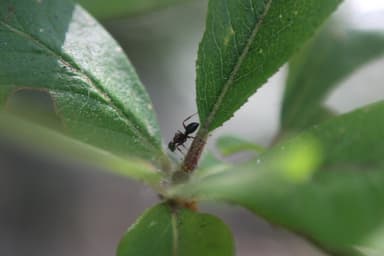 Camponotus dalmaticus photo 126