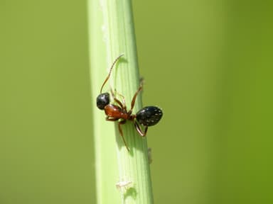 Camponotus dalmaticus photo 127