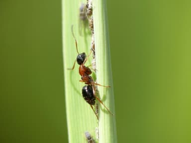 Camponotus dalmaticus photo 128