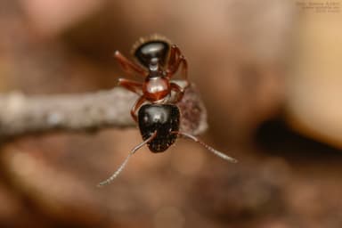 Camponotus dalmaticus photo 129