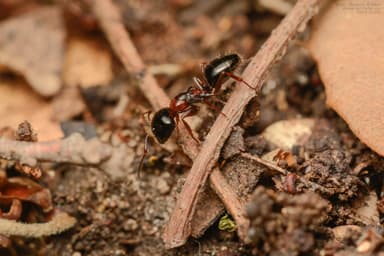 Camponotus dalmaticus photo 130