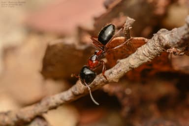 Camponotus dalmaticus photo 131