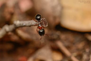 Camponotus dalmaticus photo 132