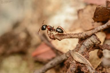 Camponotus dalmaticus photo 133
