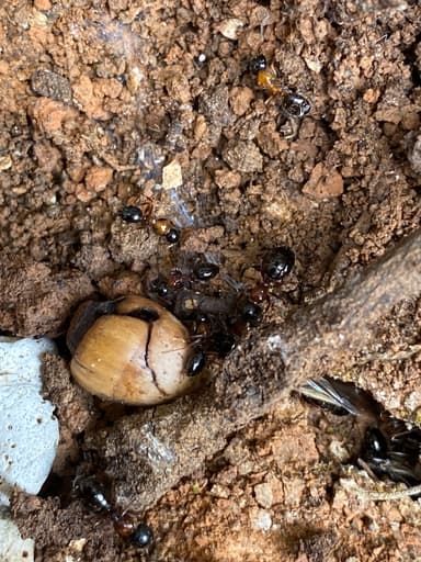 Camponotus dalmaticus photo 134