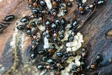 Camponotus dalmaticus photo 135
