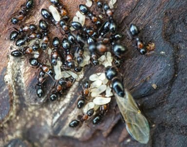 Camponotus dalmaticus photo 136