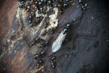 Camponotus dalmaticus photo 137