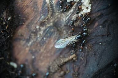 Camponotus dalmaticus photo 138
