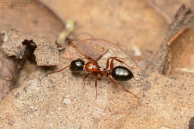 Camponotus dalmaticus photo 140
