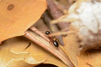 Camponotus dalmaticus photo 141