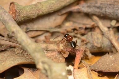 Camponotus dalmaticus photo 142