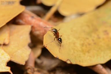 Camponotus dalmaticus photo 143