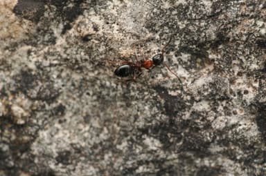 Camponotus dalmaticus photo 144