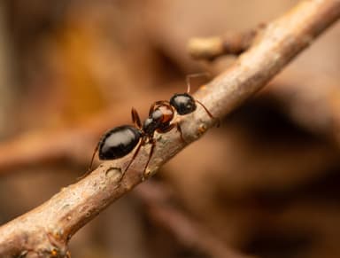 Camponotus dalmaticus photo 146