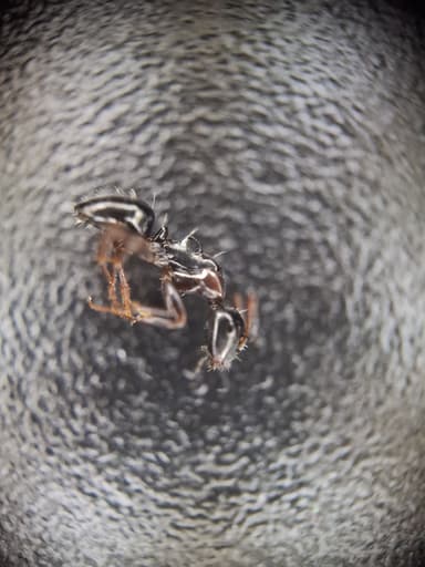 Camponotus dalmaticus photo 147