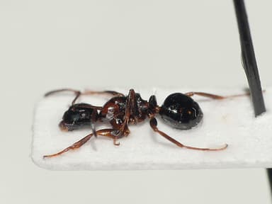 Camponotus dalmaticus photo 148
