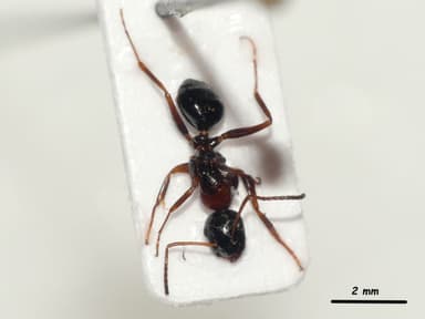 Camponotus dalmaticus photo 149