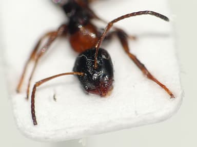 Camponotus dalmaticus photo 150