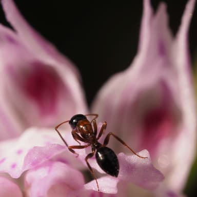 Camponotus dalmaticus photo 151