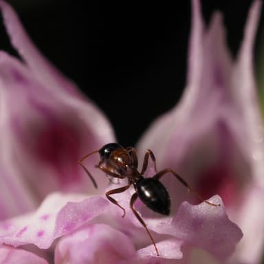 Camponotus dalmaticus photo 152