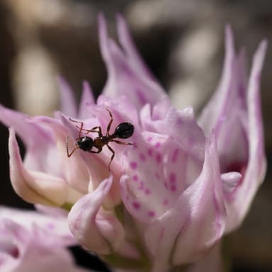 Camponotus dalmaticus photo 153