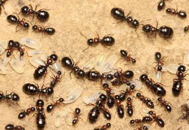Camponotus dalmaticus photo 154