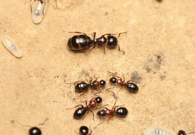 Camponotus dalmaticus photo 155