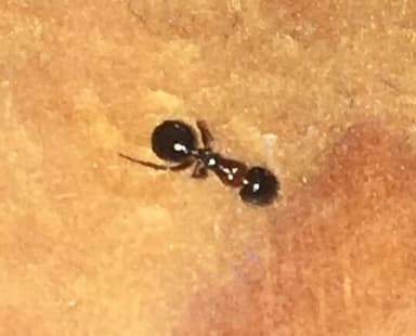 Camponotus dalmaticus photo 157