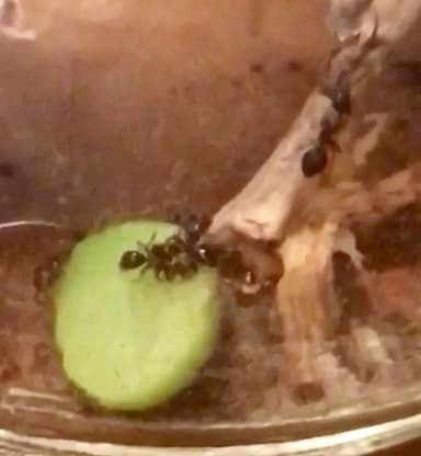 Camponotus dalmaticus photo 158