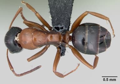Camponotus dalmaticus — queen photo 3