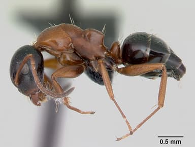 Camponotus dalmaticus — queen photo 4