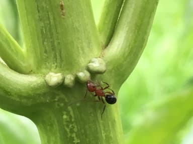 Camponotus decipiens photo 21