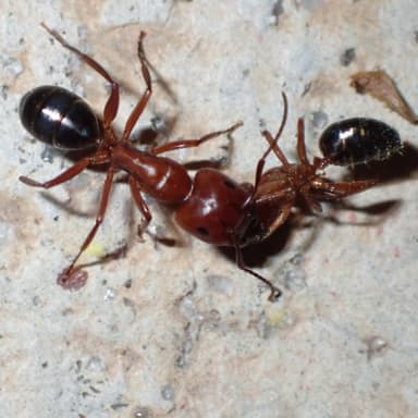 Camponotus decipiens photo 22