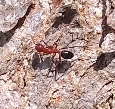 Camponotus decipiens photo 23